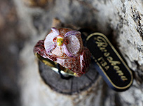 エリオ・ルスケーナふくろうのリング